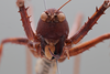 CollectionObject 2229687; b0bc9c22-3f28-4552-89af-a3bde19e6cb7: Male, frons. (CollectionObject).