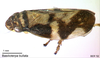 Habitus, lateral view on Basilioterpa bullata Hamilton & Morales, 1992: (Observation).