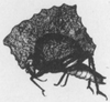 Phyllotettix (Rhombotettix) rhombeus (Felton, 1765): female. (Otu).