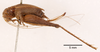 female, lateral view (syntype of Hapithus quadratus). Depicts CollectionObject 1597726; 8c7b832f-ee2e-4712-849b-ddfe80ebcdec, a CollectionObject.