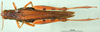 CollectionObject 1569243; b59dda9d-53f7-4a3b-9bd8-d6cdbcc90b34: female, dorsal view (paratype). (CollectionObject).