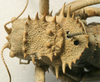 Hetrodes pupus pupus (Linnaeus, 1758): female pronotum, dorsal view (holotype of Hetrodes macrurus). (Otu).