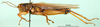 CollectionObject 1502815; 03ba7b08-2834-49d4-a92c-88ed338aac59: male, lateral view (paralectotype of Ognevia debilis). (CollectionObject).