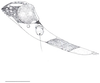 Head: !! display not done !! on Cixidia (Epiptera) lapponica (Zetterstedt, 1837): (Observation).