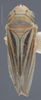Habitus, dorsal view: !! display not done !! on Ciminius sidanus (Ball, 1936): Dorsal. (Observation).