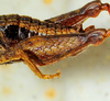 CollectionObject 1526832; dd341276-7aa0-4a3c-b239-02e63ea87116: male abdomen, dorso-lateral view (paratype). (CollectionObject).