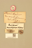 CollectionObject 1518634; 76af760a-8a9f-44ba-b3ed-8d177d65e016, NHMUK015982206: labels (holotype of Acridium maculiferum). (CollectionObject).