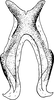 Connective on Ederranus sachalinensis (Matsumura, 1911): Connective. (Observation).