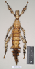 copyright Natural History Museum, London. female of synonym Extatosoma carlbergi (holotype). Depicts CollectionObject 1558780; NHMUK(SF IMPORT DUPLICATE) 845084, 66f667ce-93b1-4bb6-b649-ded55be2b1c7, a CollectionObject.