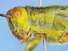 CollectionObject 1514197; 6dfb9c6b-ea87-4f92-92cb-975b049599f9: male head and pronotum, lateral view (holotype). (CollectionObject).