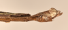CollectionObject 1599504; 3967ffee-1fad-4cf2-98cc-df980b4e0213: copyright OUMNH. male: end of abdomen, lateral view of Xeroderus kirbii (paralectotype). (CollectionObject).
