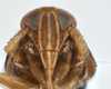 Head on Delphacodes caerulatus Beamer, 1947: (Observation).