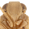 Head: !! display not done !! on Colpoptera rotunda Caldwell, 1945: (Observation).