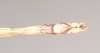 CollectionObject 1561742; NHMUK(SF IMPORT DUPLICATE) 845008, fc9b17cc-94ea-4e9b-a418-45edf38a4f23: copyright Natural History Museum, London. male: end of abdomen, ventral view (holotype). (CollectionObject).