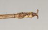 CollectionObject 1560716; NHMUK(SF IMPORT DUPLICATE) 844537, f06f00c4-7184-48a2-9b89-82e85eeb6f47: copyright Natural History Museum, London. male: end of abdomen, ventral view (paralectotype) [= Paracalynda utilaensis (Zompro, 1998)]. (CollectionObject).