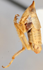 Habitus, lateral view on Chlidochrus tristis Emeljanov, 1962: Holotype. (Observation).
