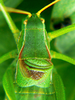 male, pronotum and tegmina (Lower Austria). Depicts Isophya costata Brunner von Wattenwyl, 1878, an Otu.