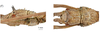 CollectionObject 1597523; e7833e87-b880-4a36-9407-dc546c8c8b89, QIMR T250924: copyright QM. female: head, lateral & dorsal views (holotype). (CollectionObject).