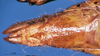 CollectionObject 1578446; d19697c2-d24d-4163-bc6c-5d46bc7fd429: female abdomen tip, ventral view. (CollectionObject).
