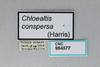 CollectionObject 2870564; CNCI 984577, d59509f3-4103-4c81-901b-b36db7e66ab3: Chloealtis cinspersa. (CollectionObject).