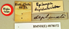 Pseudophoraspis nebulosa (Burmeister, 1838): Holotype, unsexed, labels. BMNH(E)#878972. (Otu).