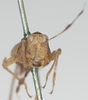 CollectionObject 1576819; 8a346e54-fbb5-4022-9dbf-aa5e01f6e5c0: female, frontal view (paratype of Phaestus sumatrensis). (CollectionObject).