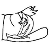 Pygofer, lateral view: Genital capsule, lateral view. (Observation).