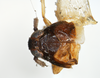 Habitus, dorsal view: !! display not done !! on Pissonotus lactofascius Morgan & Beamer, 1949: (Observation).