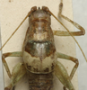 CollectionObject 1535064; 570c72b6-cbab-47b9-ba5a-d9e15438a81f: male pronotum, dorsal view (holotype). (CollectionObject).