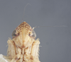 Head: !! display not done !! on Crumbana arundinea (Crumb, 1915): Head/Face. Female. (Observation).