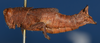 CollectionObject 1535862; 9cd8f419-48f4-41bf-a0a8-8a19960dcd56: female, lateral view (syntype). (CollectionObject).