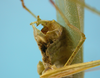 CollectionObject 1542758; 82d9c4ce-fd5d-46c9-8697-c9079f38213b: male, apex of the abdomen lateral view (holotype). (CollectionObject).