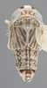 Habitus, dorsal view on Athysanella (Gladionura) lunata Ball & Beamer, 1940: Dorsal - Male. (Observation).