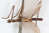 CollectionObject 1562149; NMW 150, 77f8ec9a-8c3d-4893-8a13-edf1d0127e00: copyright NMW, Vienna. female, ventral view (holotype). (CollectionObject).