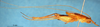 CollectionObject 1505326; 06763844-0603-4a69-8408-8af466275265: male, lateral view (holotype). (CollectionObject).