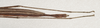 CollectionObject 1562736; 6388627c-f20c-48b1-bd8e-f602d4ccb5ef: copyright QMBA. male: end of abdome, dorsal view (holotype). (CollectionObject).