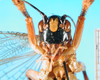 CollectionObject 1500136; 1061f6f8-83cf-48dd-a6c1-095493f7d148: male, frontal view. (CollectionObject).