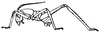Aganacris nitida (Perty, 1832): p. 66. nymph. (Otu).