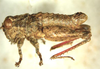 Lithidiopsis carinatus Dirsh, 1956: male, lateral view. (Otu).