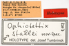 CollectionObject 1581758; ec06724c-936f-476c-8b0e-0b949fd2d0d0: male, labels (holotype). (CollectionObject).