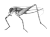 Amusodes festae (Giglio-Tos, 1897): Plate XII. Fig. 1. female habitus. (Otu).