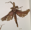 CollectionObject 1562346; 264691cf-adec-43e9-bdc3-24788b6afd26: copyright OUMNH. female, dorsal view of Xeroderus kirbii (lectotype). (CollectionObject).
