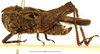 CollectionObject 1477360; OUM 755, 19d1a514-27f8-40d7-93dc-605504789075: male, lateral view (holotype of Phloeonotus sinuatus). (CollectionObject).