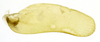 Subgenital plate, ventral view on Carapona eximia (DeLong & Freytag, 1975): Male [DZRJ]: subgenital plate, ventral view. (Observation).