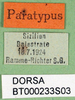 CollectionObject 1502057; 0c1539c4-1ba5-4384-8495-374fa4af8de2, DORSA BT000233S03: labels (paratype). (CollectionObject).