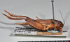 Gryllus (Gryllus) assimilis assimilis (Fabricius, 1775): copyright Natural History Museum, London. male, lateral view (syntype of Gryllus septentrionalis). (Otu).