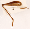 CollectionObject 1523730; 931255aa-f604-41a0-b50c-d18b3b77de3c: male, right hind leg (holotype). (CollectionObject).
