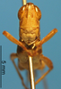 CollectionObject 1538327; e5aed16b-4c2d-4e8e-9c56-af3a5befd870: male, frontal view (holotype). (CollectionObject).