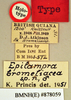 Epilampra bromeliacea Princis, 1965: Holotype, male, labels. BMNH(E)#878059. (Otu).