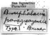 CollectionObject 1521523; f0daf6f5-0519-48c5-b541-acdebe9804cc: Image Carbonell, C.S. labels (holotype of Bucephalacris paraguayensis). (CollectionObject).